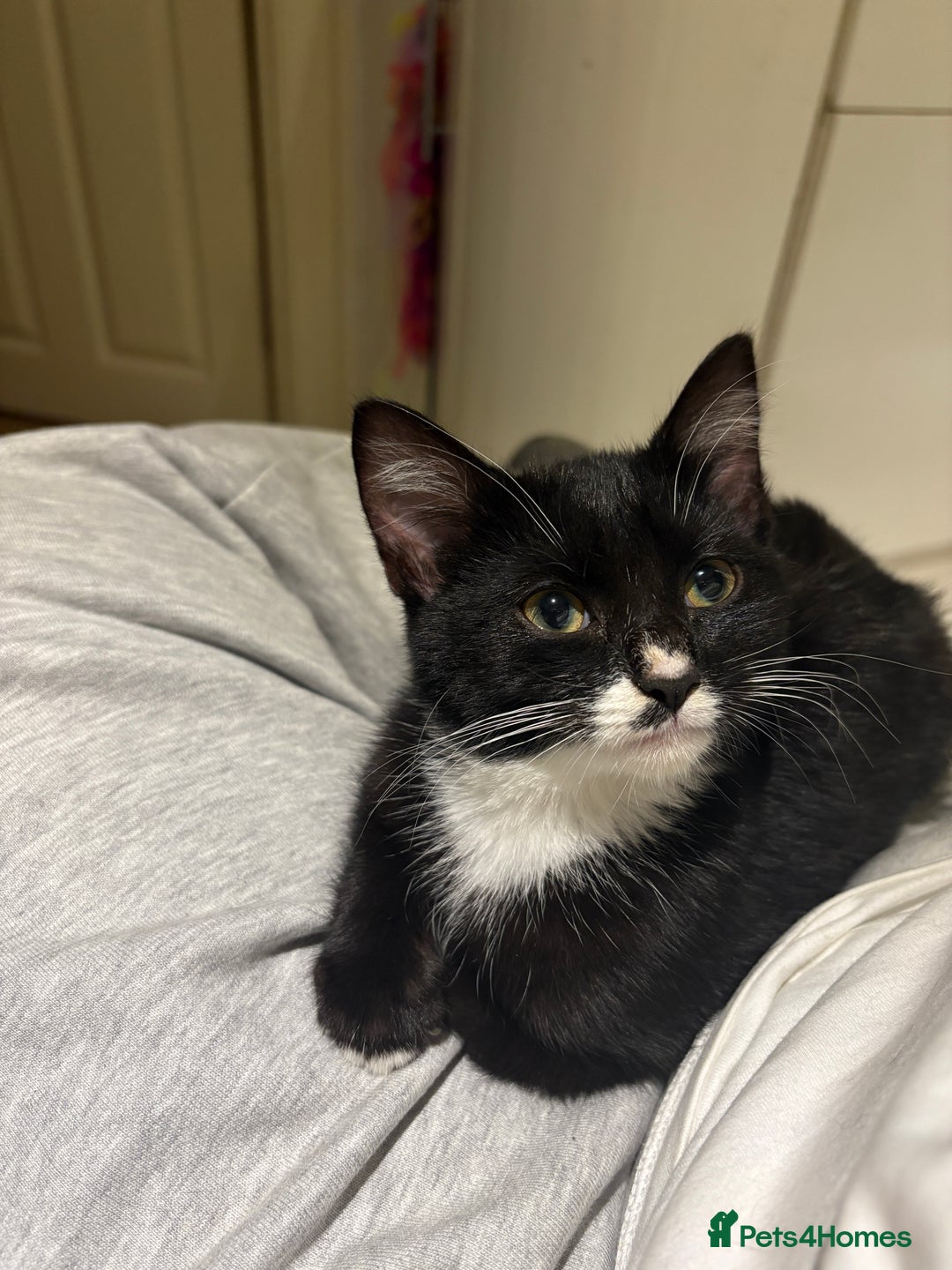 American Shorthair cats for sale: Two kittens for sale - Image 2