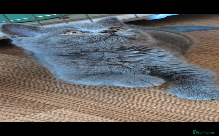 British Shorthair cats - Advert 14