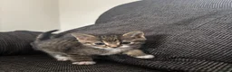 Mixed Breed cats for sale: 5 Kittens  in Lochgelly - Advert 3