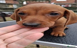 Dachshund dogs for sale: Standard smooth dachshunds males  - Image 4