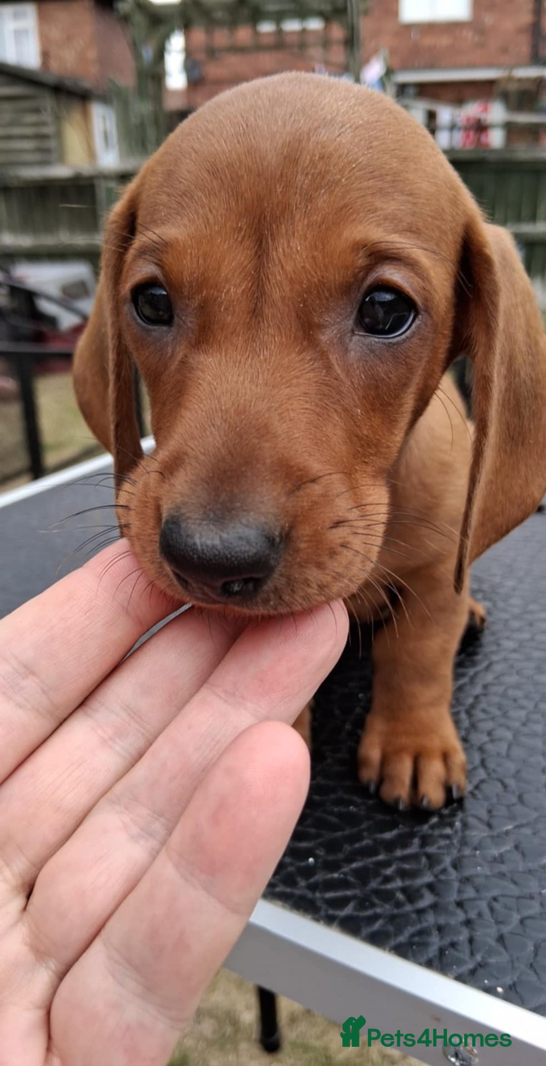 Dachshund dogs for sale: Standard smooth dachshunds males  - Image 4