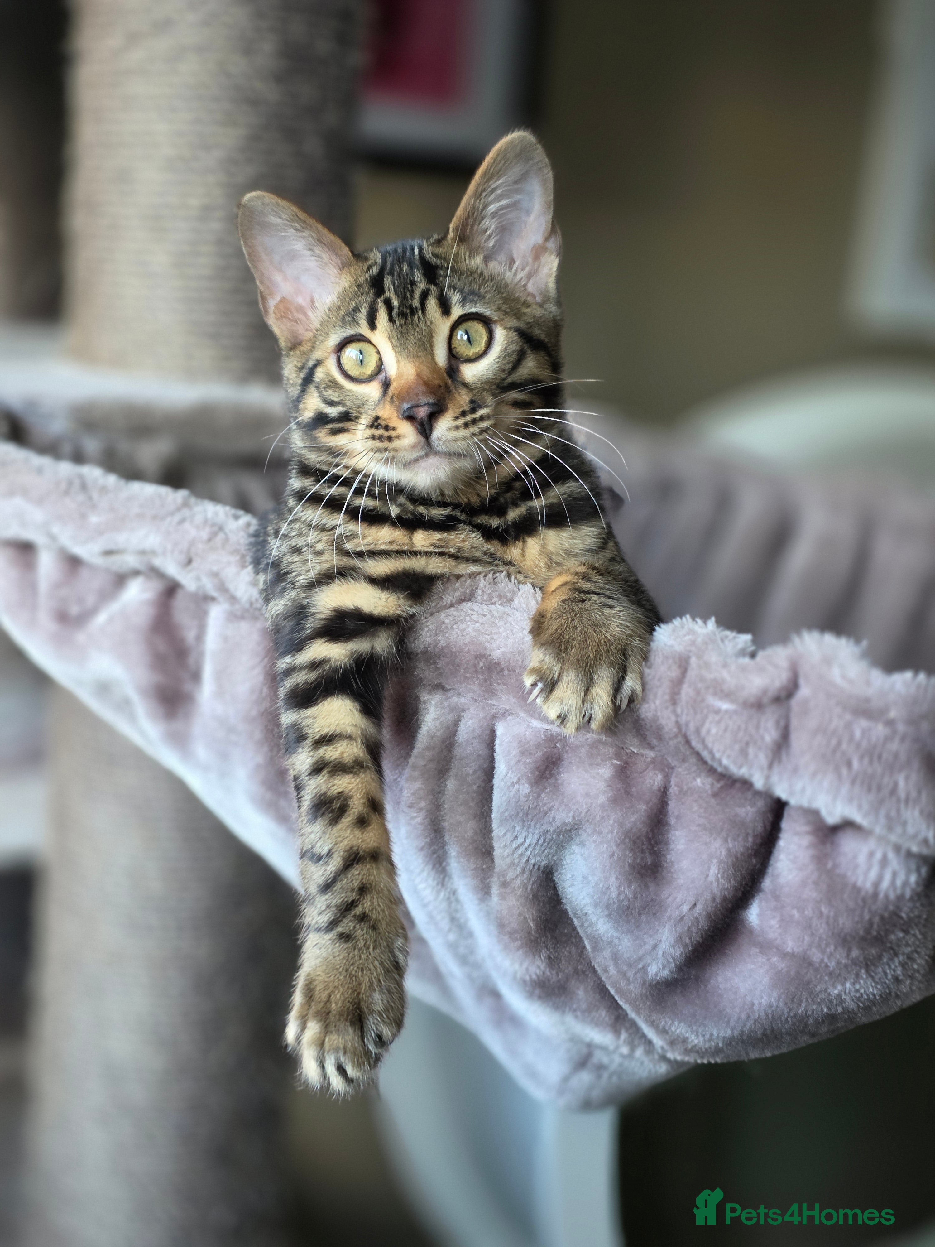 Bengal cats Handsome Brown Rosetted Bengal Boy - Advert 14