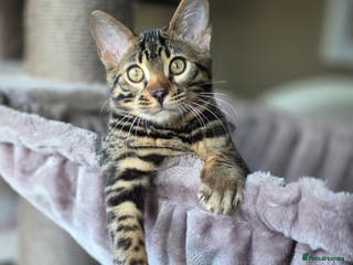 Bengal cats Handsome Brown Rosetted Bengal Boy - Advert 6