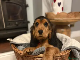 Cocker Spaniel dogs Sable Show Cocker Spaniel female - Advert 3