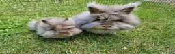 Lionhead rabbits for sale: Purebred Lionhead Baby Rabbit - Advert 1
