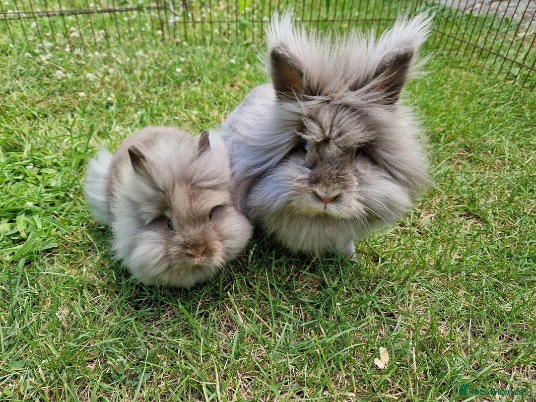 Lionhead rabbits for sale: Purebred Lionhead Baby Rabbit - Advert 1