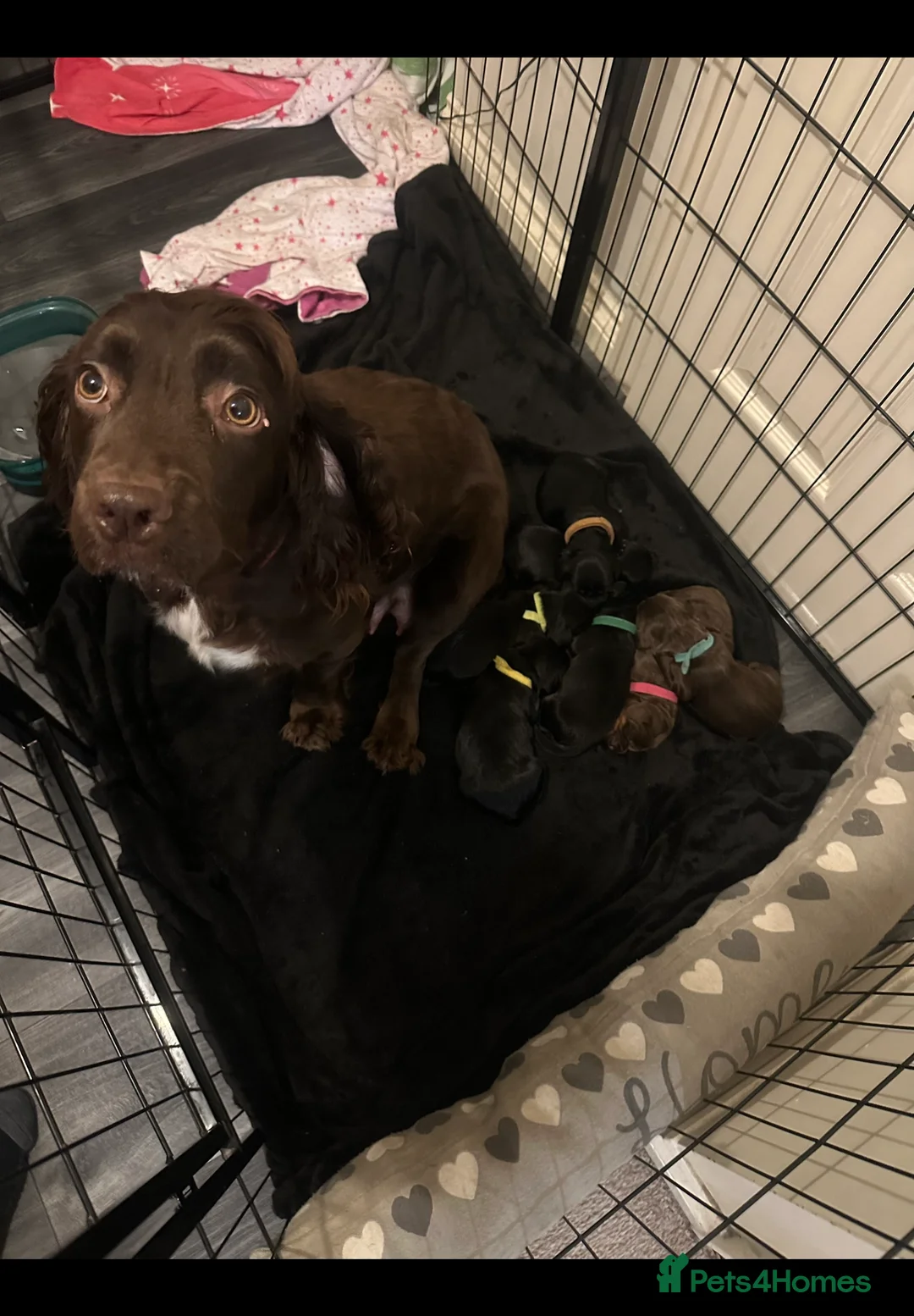 Sprocker dogs for sale: Exceptional home reared sprocker spaniel puppies.  - Advert 3