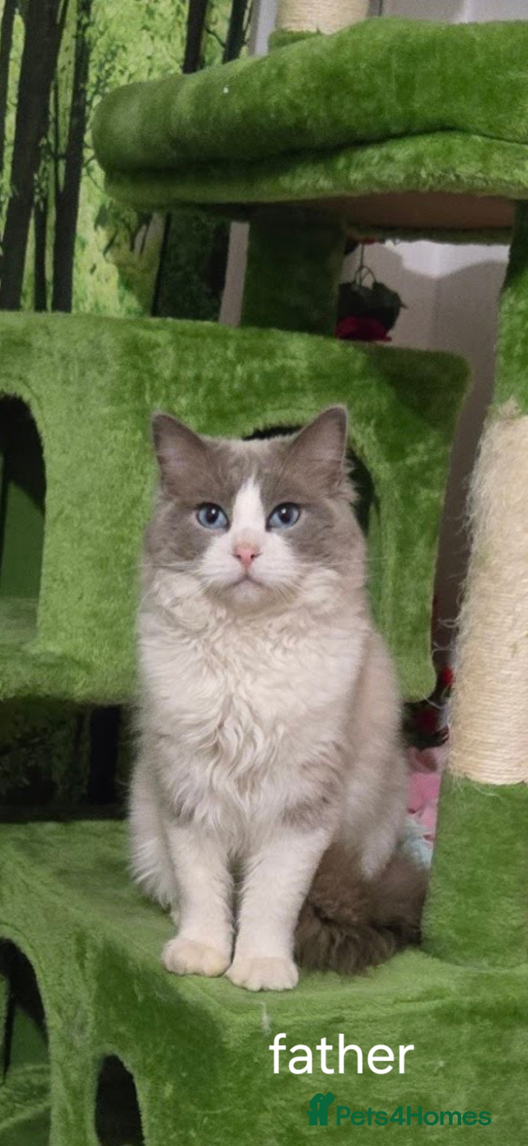 Ragdoll cats for sale: Adorable purebred original Ragdoll boy. 🐱 - Advert 13