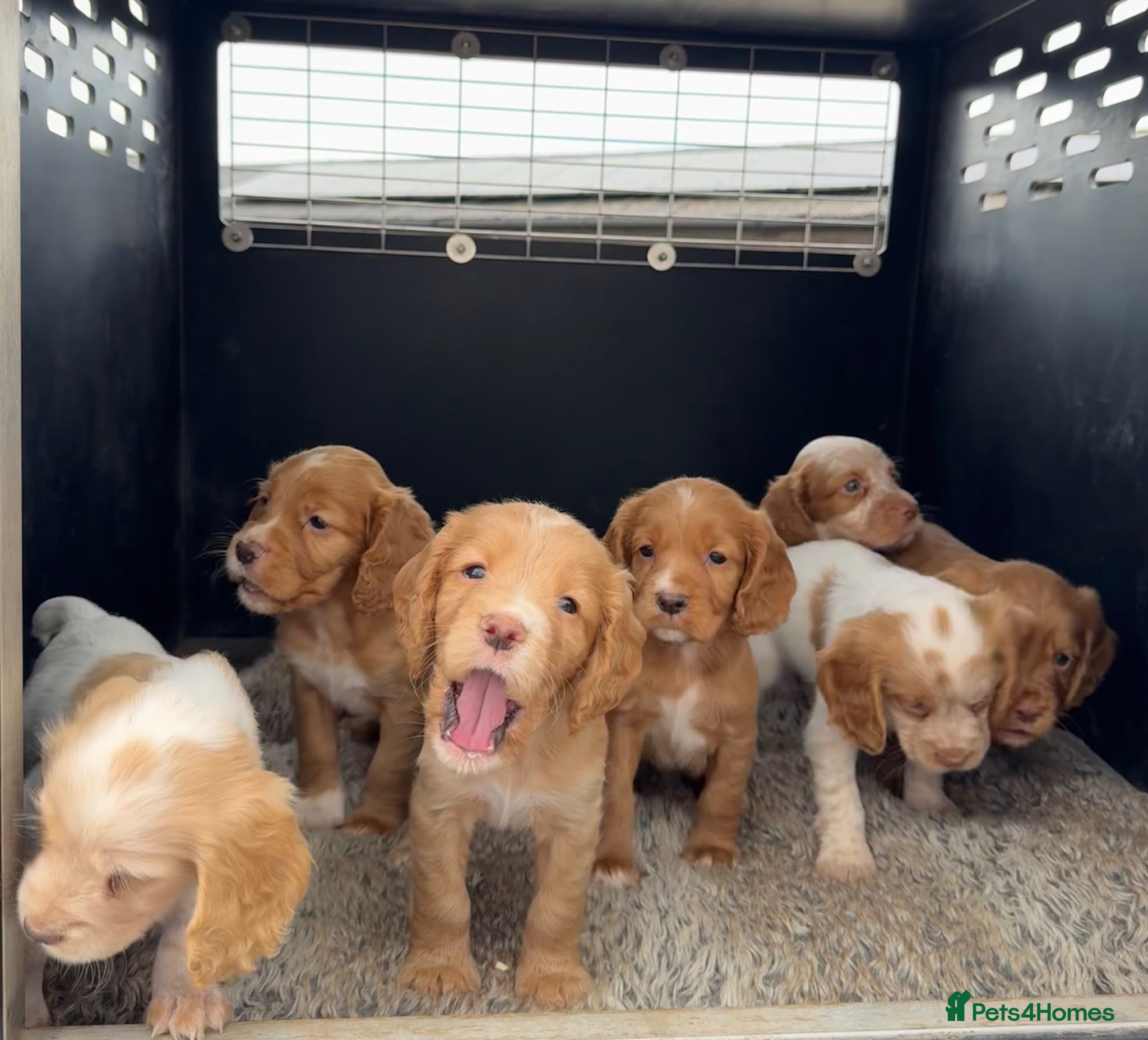 Cocker Spaniel dogs Working Cocker Spaniel Puppies  - Advert 1