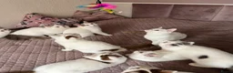 Munchkin cats for sale: Beautiful long legs Munchkin×BSH kittens  - Advert 18