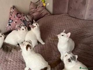 Munchkin cats Beautiful long legs Munchkin×BSH kittens - Advert 1