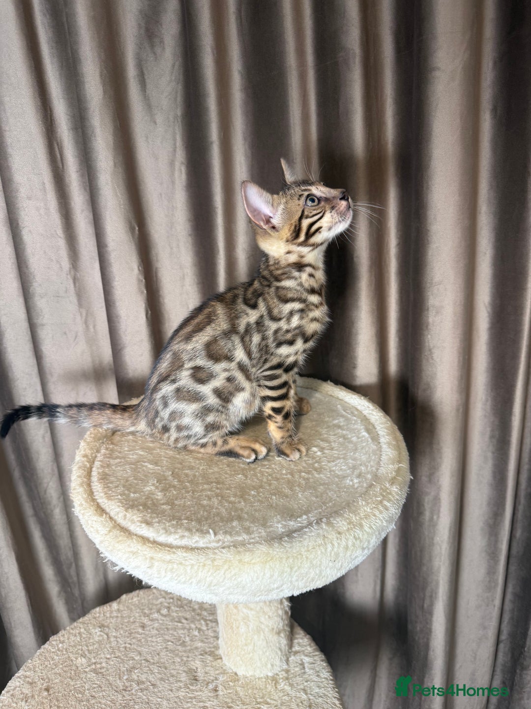 Bengal cats for sale: Adorable bengal kittens - Advert 5