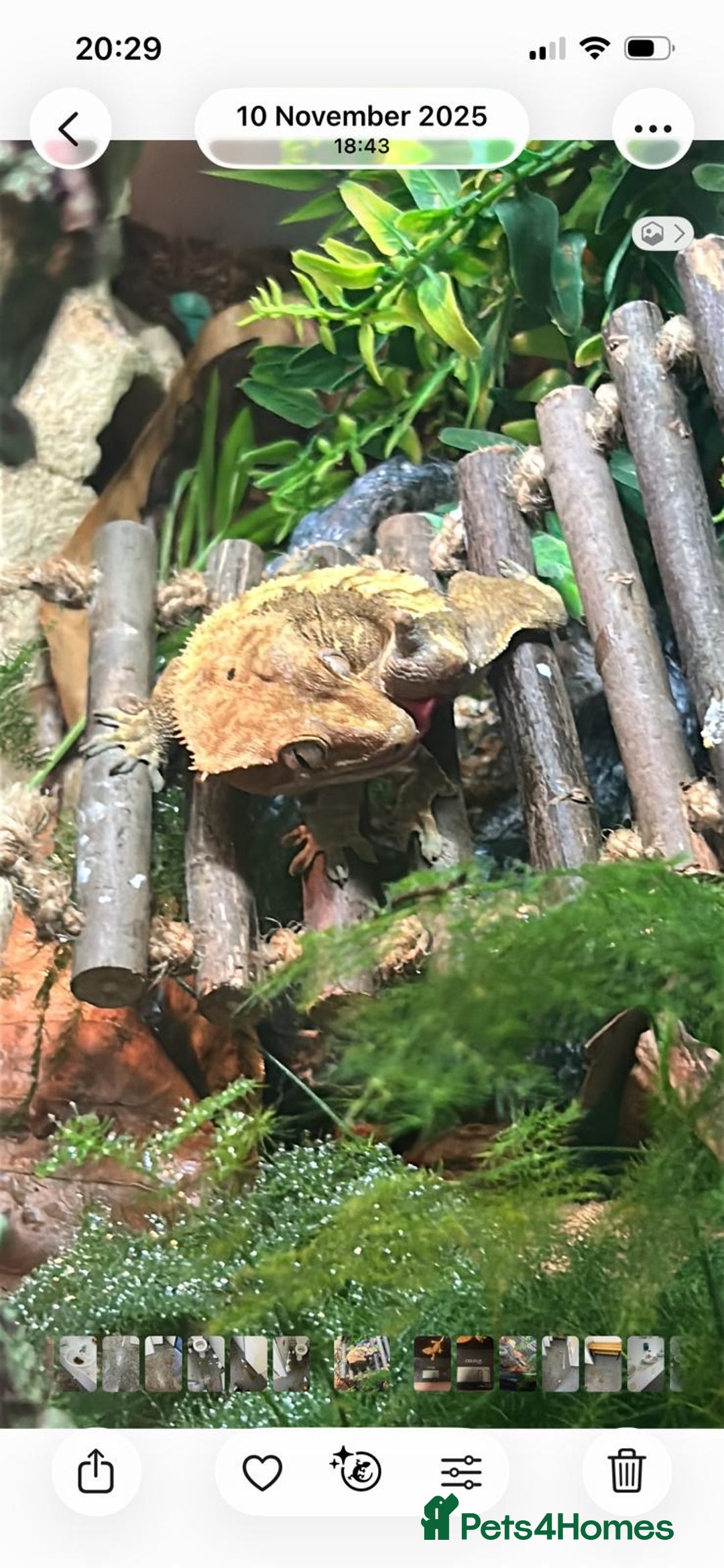 Gecko reptiles for sale: 2 x full paired crested gecko set ups available  - Advert 9