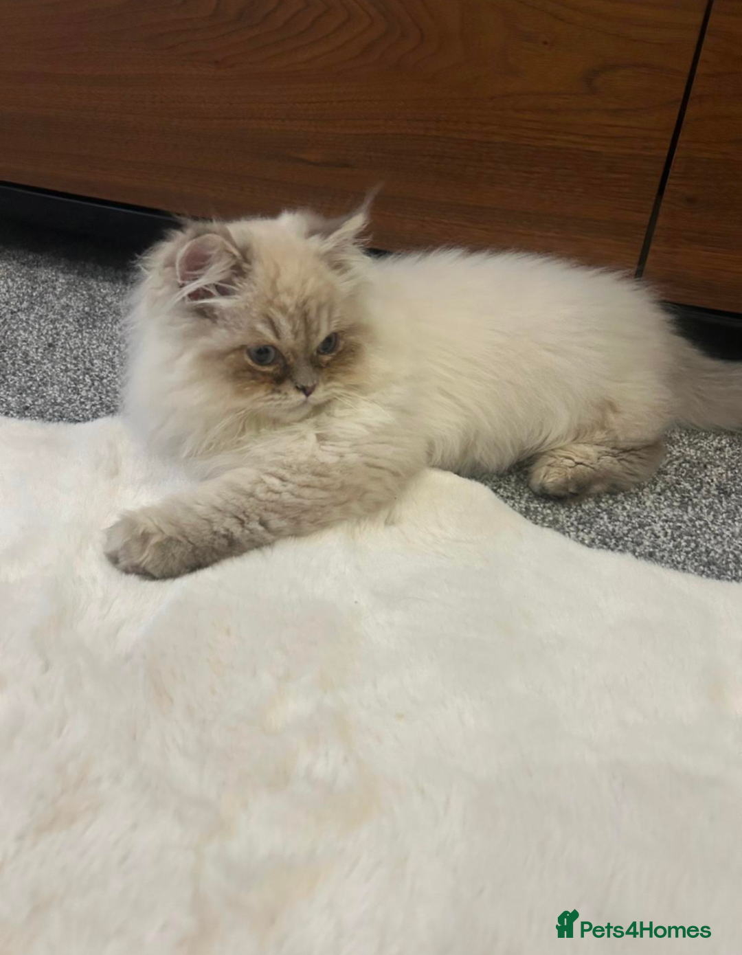 Ragdoll cats for sale: Blue bicolour point perdoll kitten for sale - Advert 1
