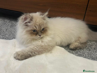 Ragdoll cats Blue bicolour point perdoll kitten for sale - Advert 1
