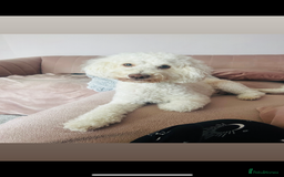 Labradoodle dogs for sale: Beautiful unique mini labradoodles with rare coats - Image 10