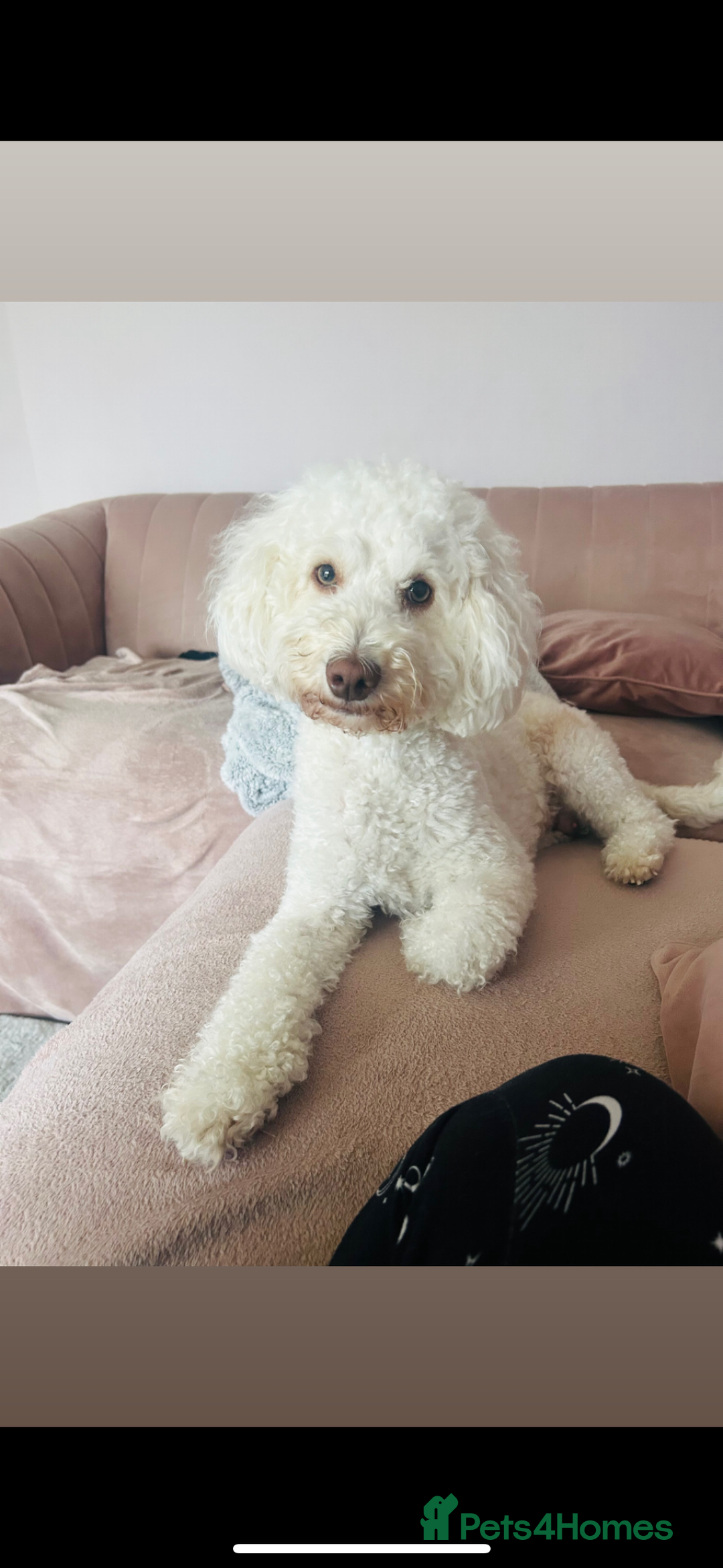 Labradoodle dogs for sale: Beautiful unique mini labradoodles with rare coats - Image 10