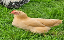 Chickens poultry for sale: Hybrids and bantams for sale - Image 9