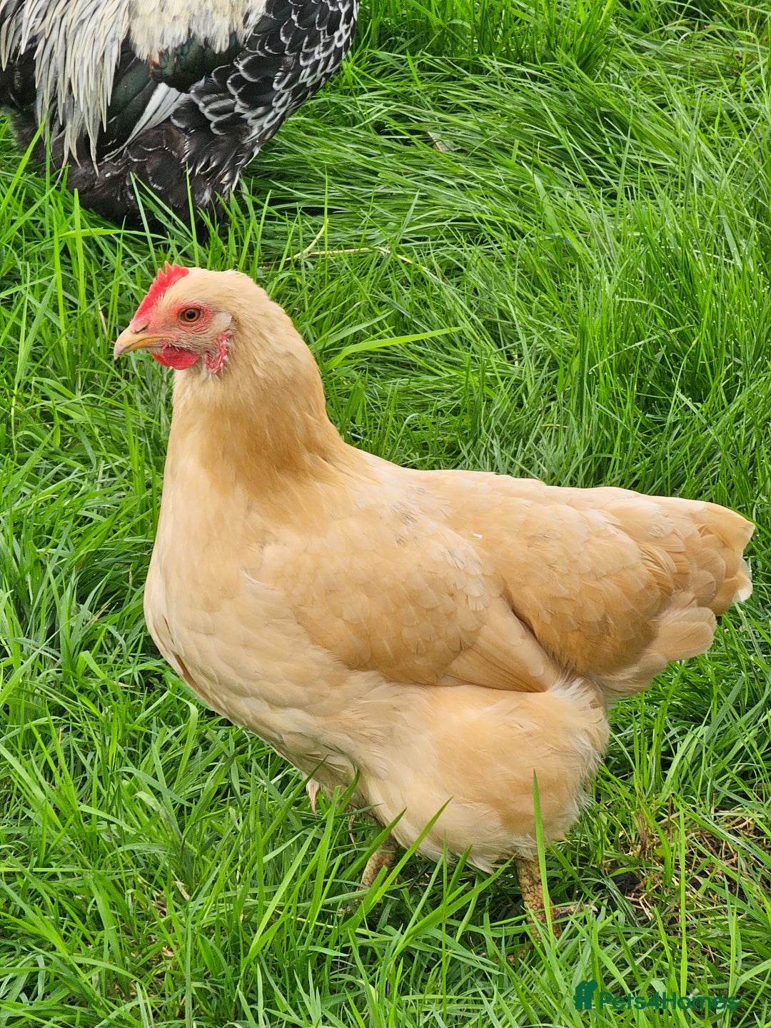 Chickens poultry for sale: Hybrids and bantams for sale - Image 9
