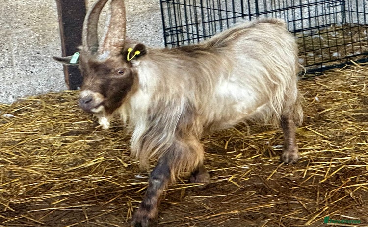 Goats livestock - Advert 1