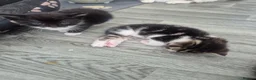 Mixed Breed cats for sale: Cute adorable female kitten - Advert 8