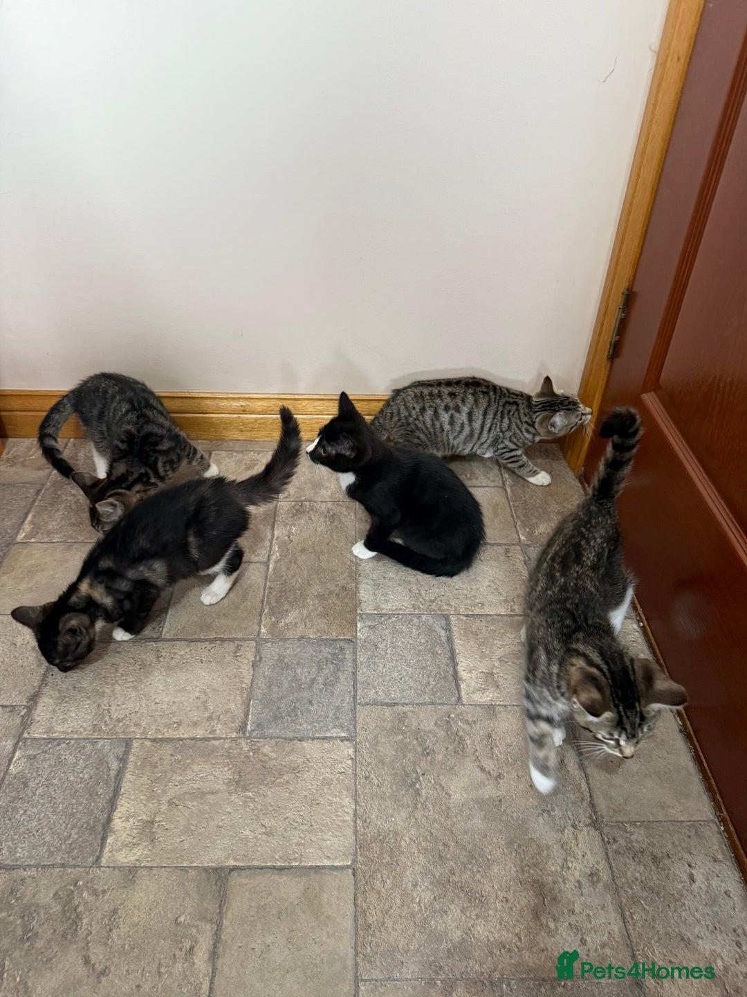 Mixed Breed cats for sale: Kittens for sale  - Image 5