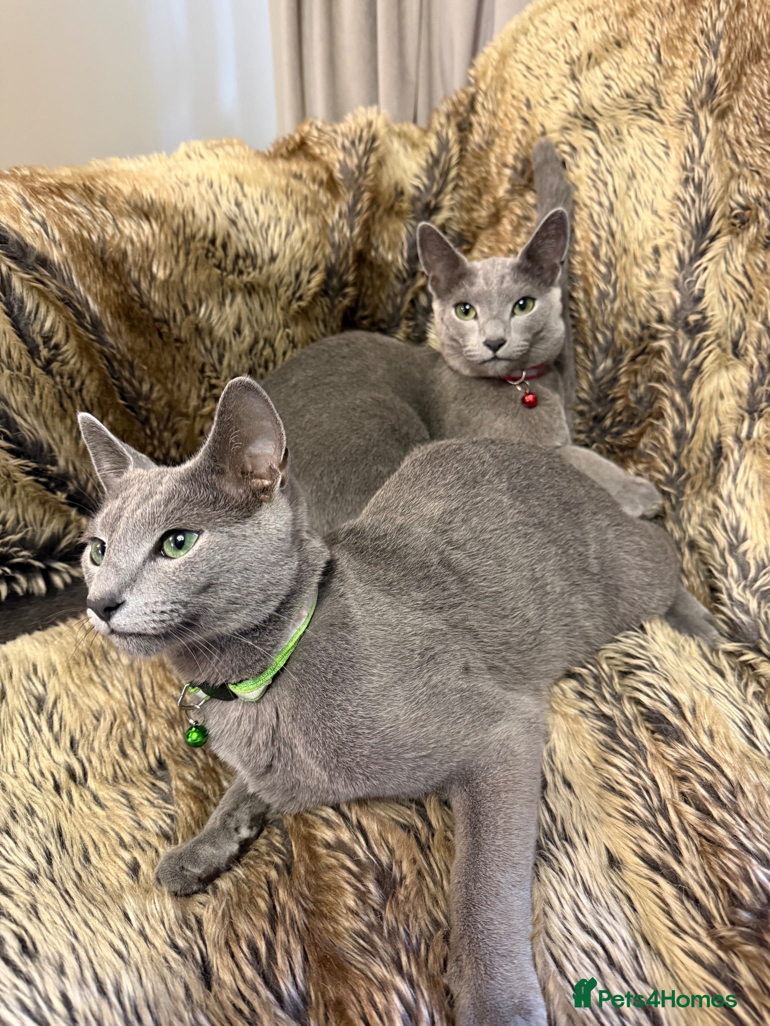 Russian Blue cats Bonded Pair of 1-Year-Old Male Russian Blue Cats - Advert 3
