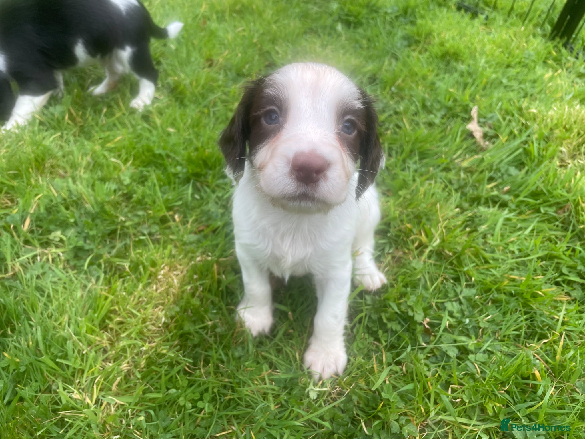 English Springer Spaniel dogs KC Working Springer Spaniel Puppies 2 Boys left - Advert 5