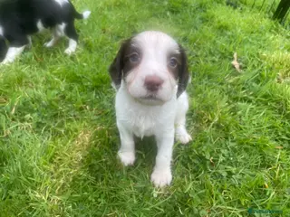 English Springer Spaniel dogs KC Working Springer Spaniel Puppies 2 Boys left - Advert 5