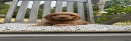 Cockapoo dogs for sale: Beautiful Litter of F1 Cockapoo Puppies - Advert 24