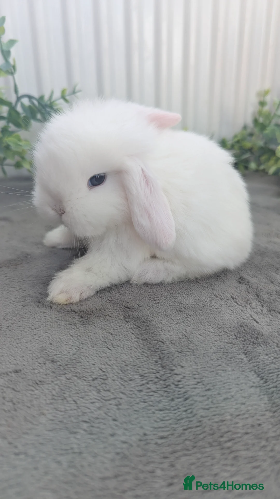 Mini Lop rabbits for sale: Mini lops to reserve  - Advert 2