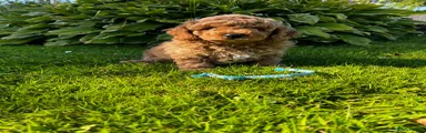 Toy Poodle 1