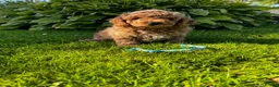 Toy Poodle dogs for sale: READY TO GO !Gorgeous toy poodle puppies for sale  - Advert 7