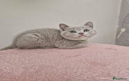 British Shorthair cats for sale: 8 Pedigree British Shorthair Kittens Blue Lilac  - Image 18