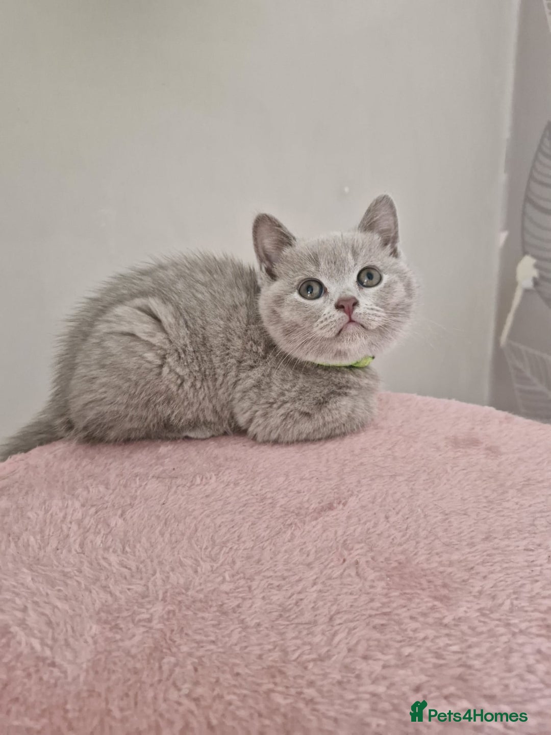 British Shorthair cats for sale: 8 Pedigree British Shorthair Kittens Blue Lilac  - Image 18