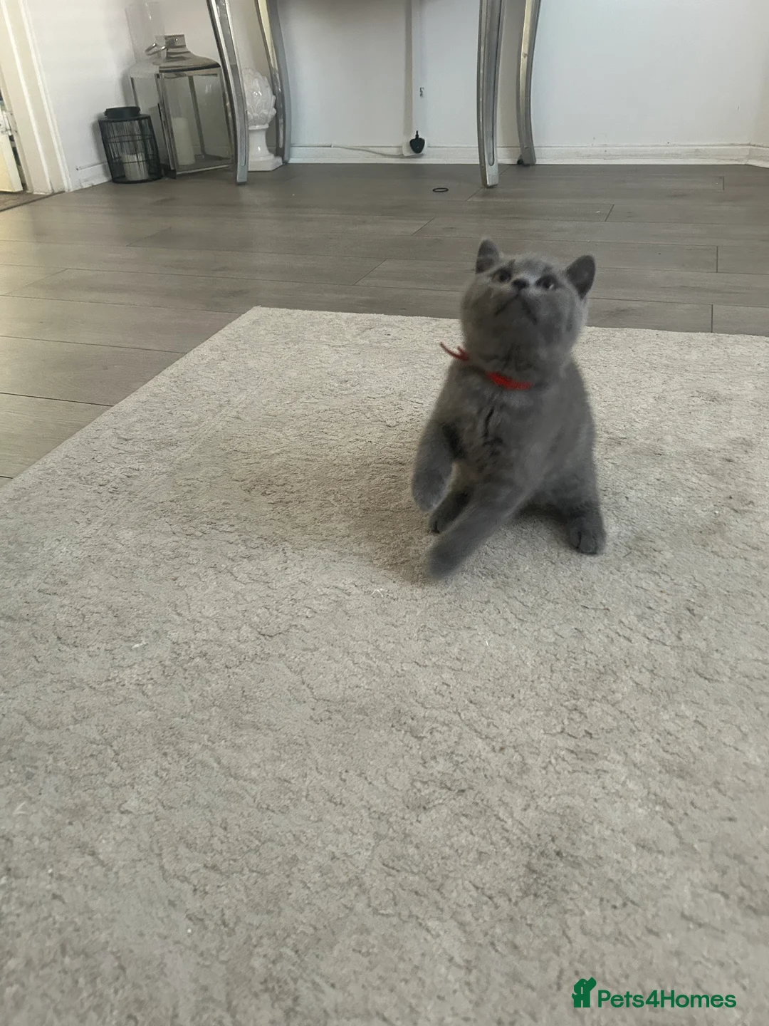 British Shorthair cats for sale: Gccf registered British shorthair 💕reduced price  - Advert 1
