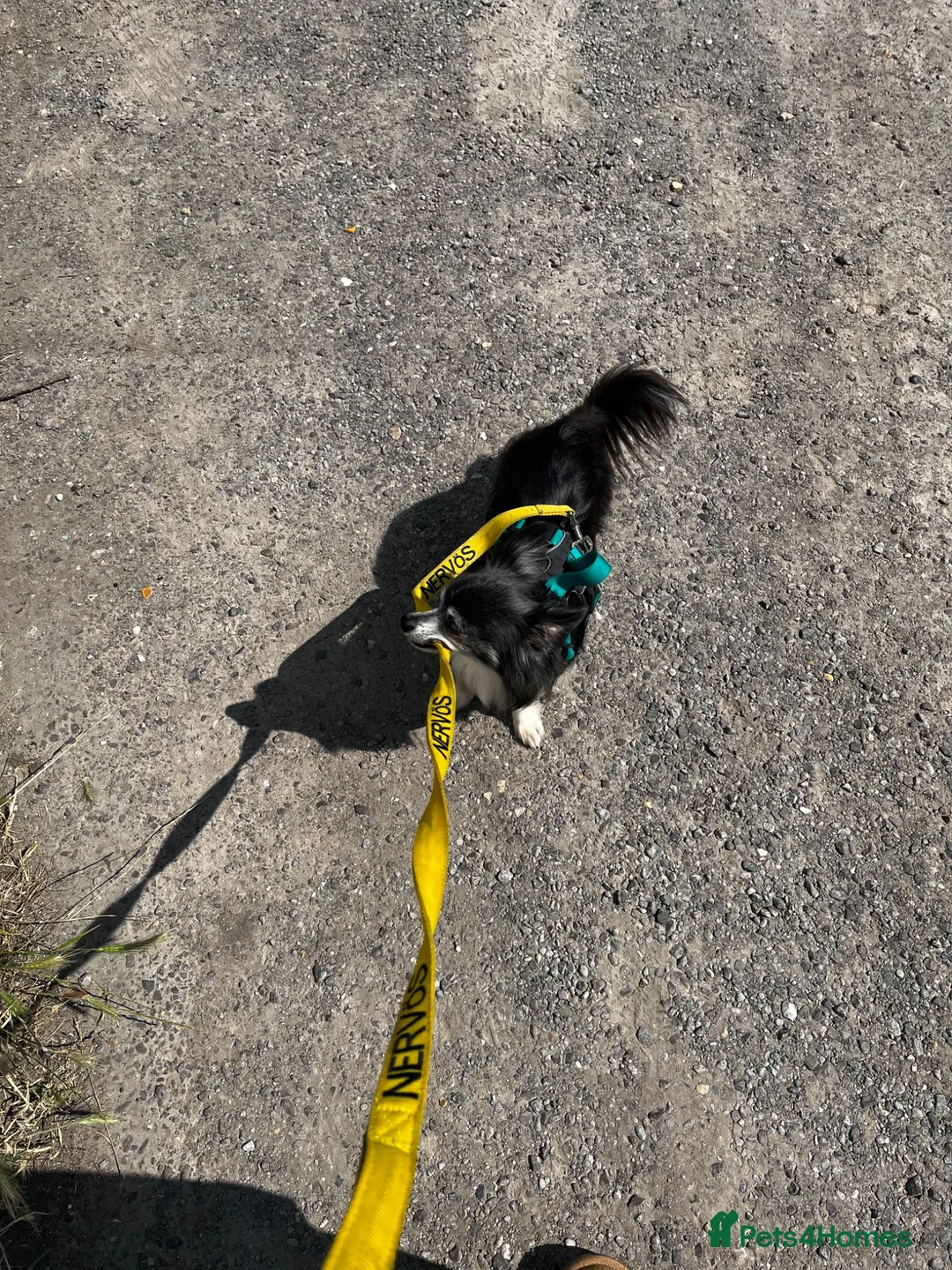 Chihuahua dogs for sale: Coco 8 year old chihuahua  - Advert 7