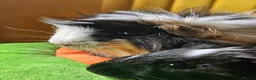 Guinea Pig rodents for sale: 2 Bonded Male Guinea Pigs looking for forever home - Advert 4