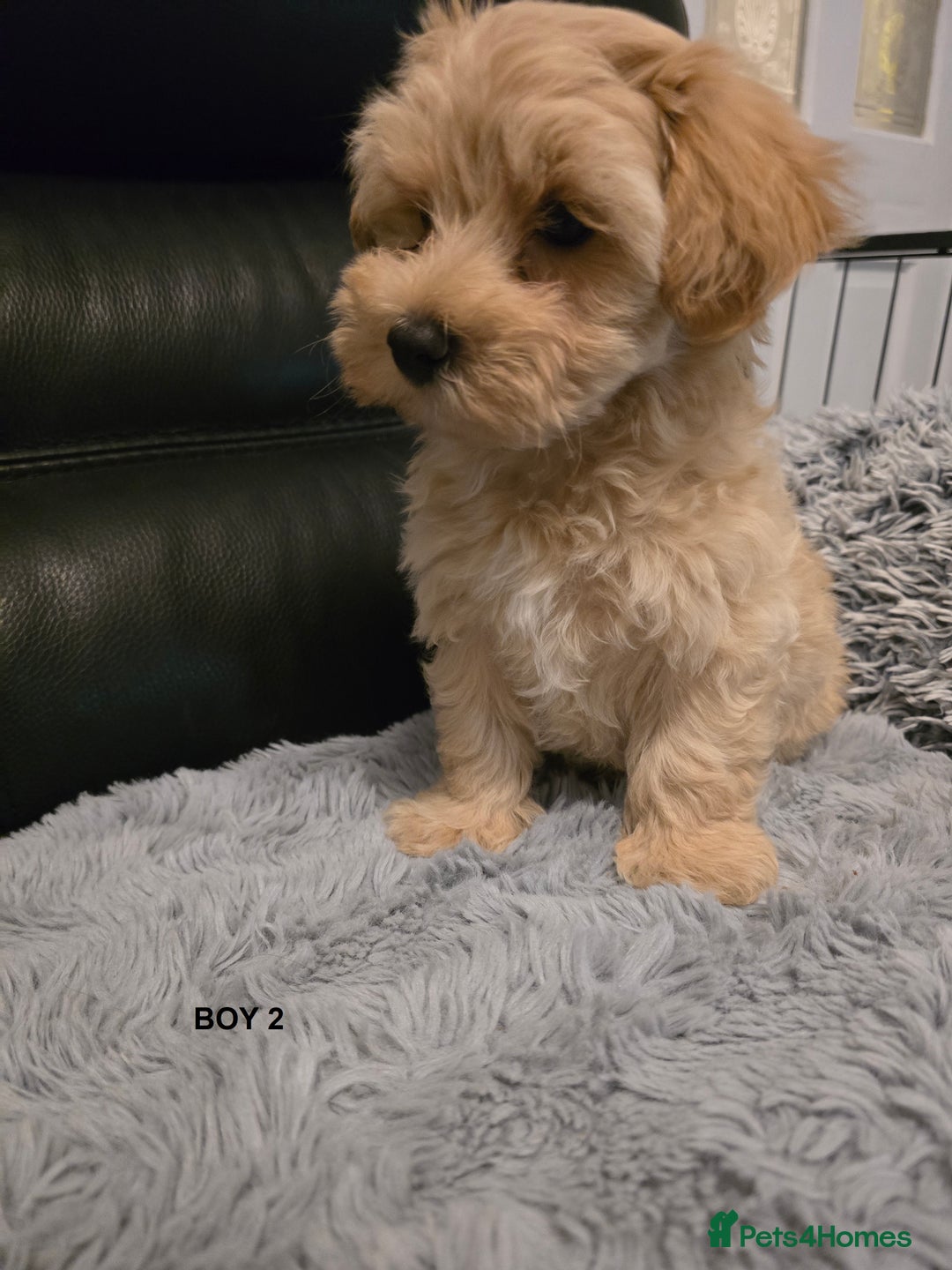 Maltipoo dogs for sale: MALTIPOO PUPPIES FOR SALE - Image 6