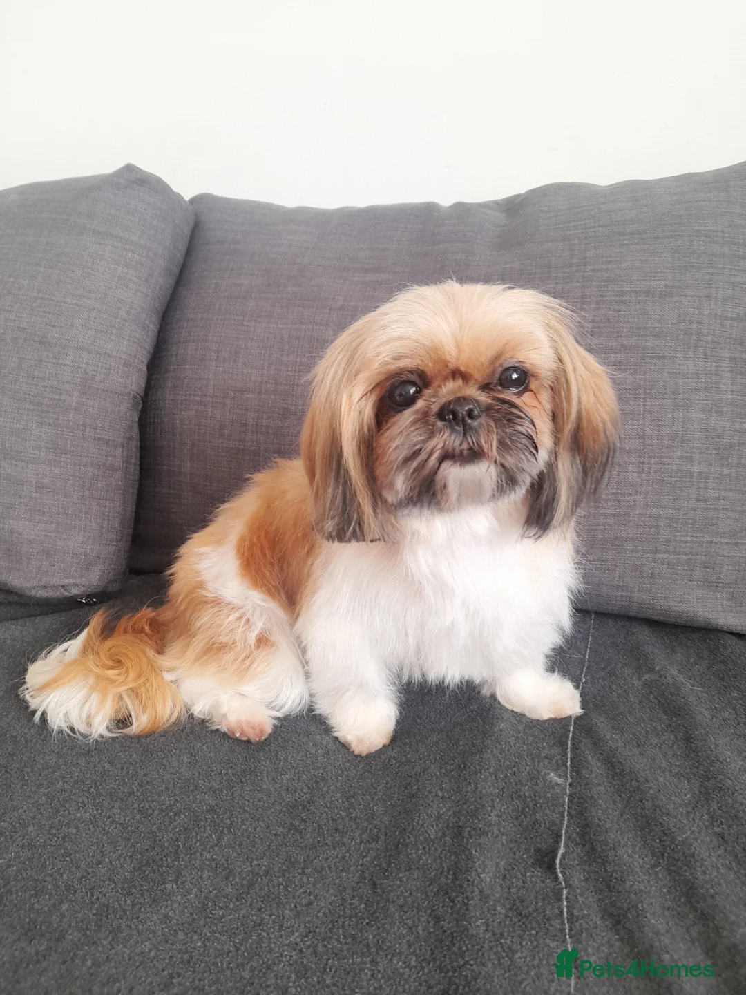 Shih Tzu dogs for sale: 🐾🐶Shih-Tzu puppies for sale🐶🐾 - Advert 1