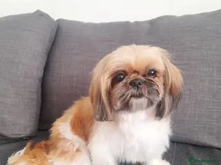 Shih Tzu dogs 🐾🐶Shih-Tzu puppies for sale🐶🐾 - Advert 1