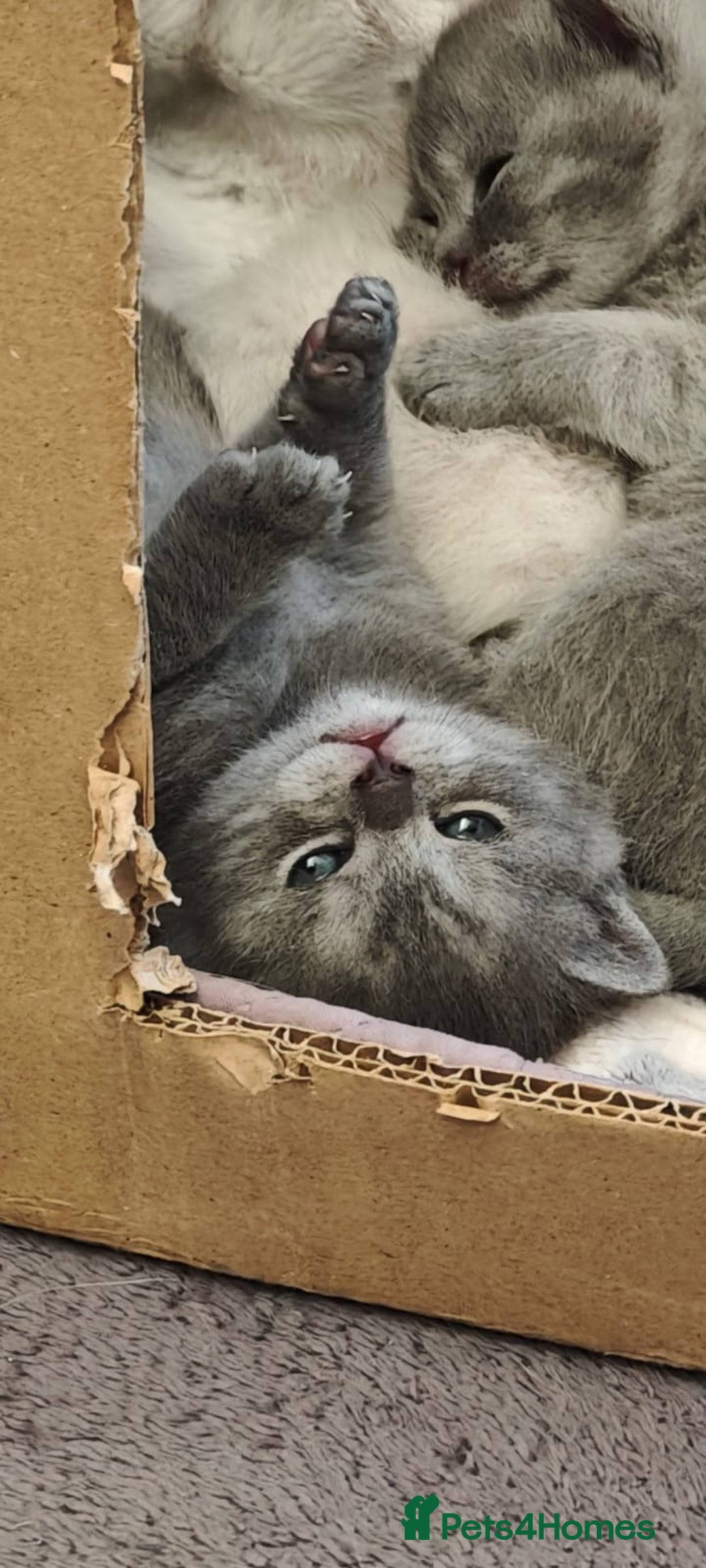 British Shorthair cats for sale: Beautiful British Shorthair kittens ready 23/12 - Advert 4