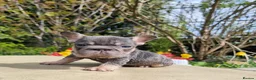 French Bulldog dogs for sale: Beautiful French bulldogs - Advert 1