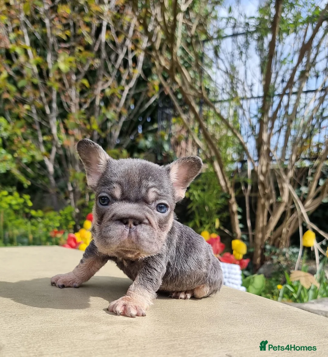 French Bulldog dogs for sale: Beautiful French bulldogs - Advert 1
