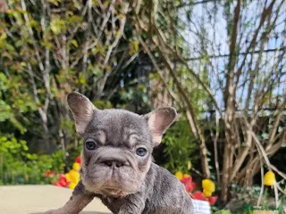 French Bulldog dogs Beautiful French bulldogs - Advert 9