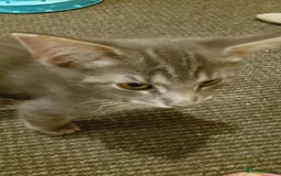 Mixed Breed cats for sale: Norwegian forest/black Bengal  - Image 6