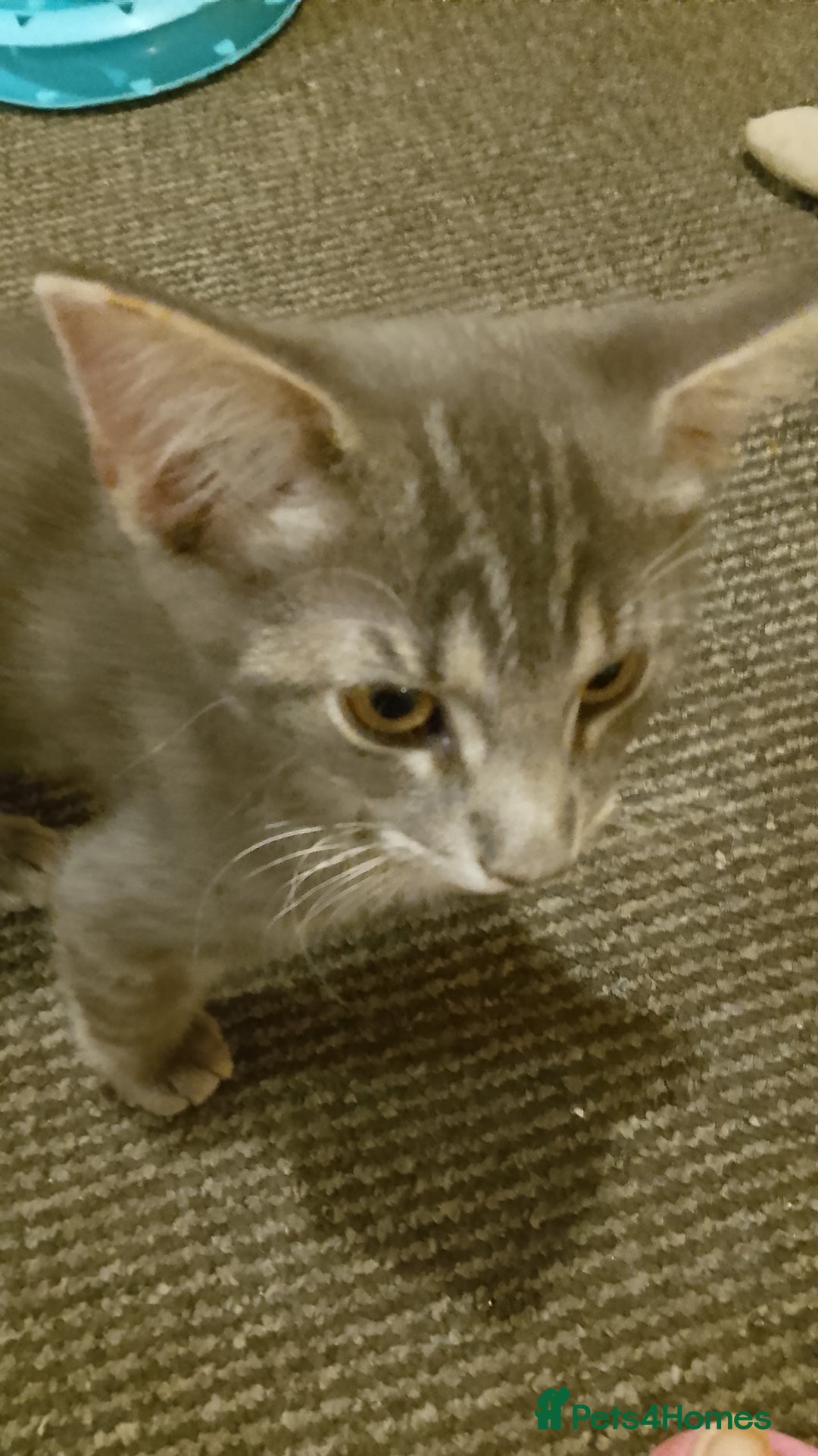 Mixed Breed cats for sale: Norwegian forest/black Bengal  - Image 6