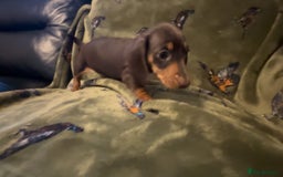 Miniature Dachshund dogs for sale: Kc registered Miniature dachshund puppies  - Image 11
