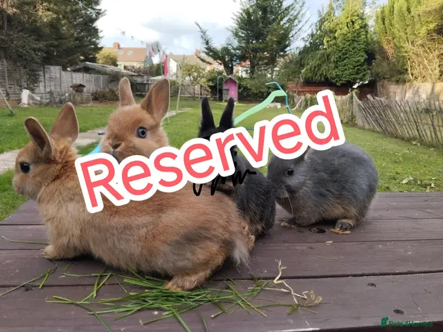 Netherland Dwarf rabbits for sale: Netherland dwarf 8wk, £50 each (CLEARANCE) 2 left - Advert 1