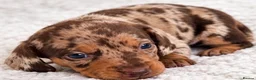 Miniature Dachshund dogs for sale: Miniature dachshund puppies - Advert 7